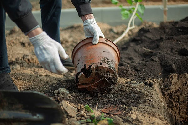 Overhauling their landscaping and planting new plants